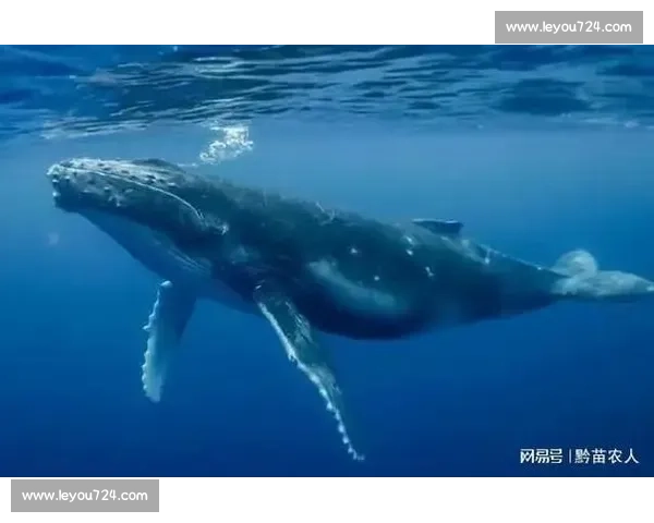 鲸鱼竞速赛：深海中的极速对决与生态奇观探索